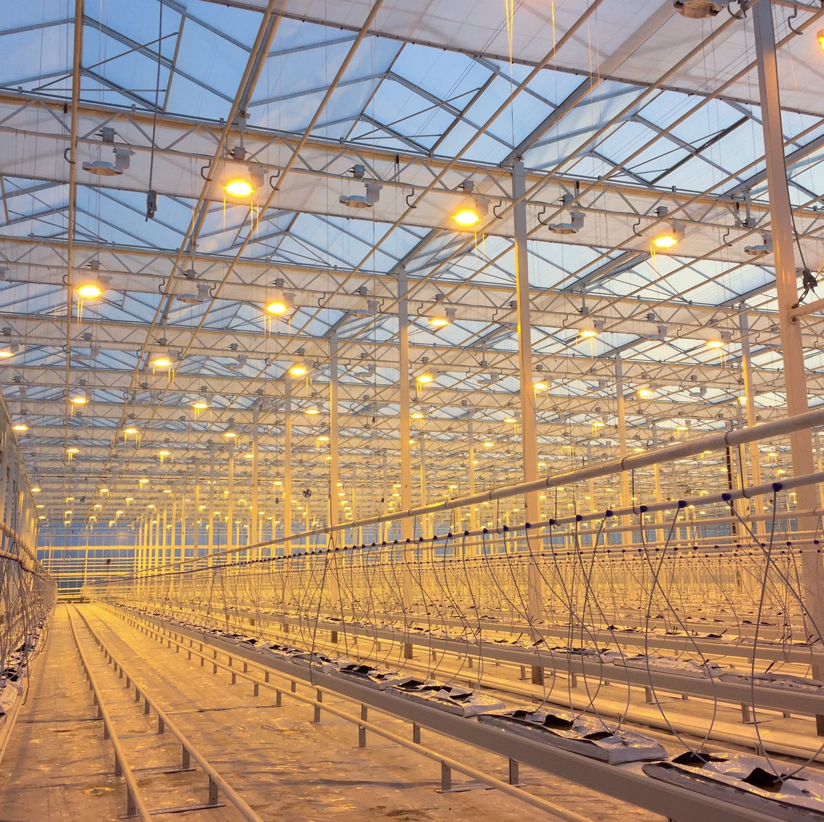 Testing the Lights in Our New Expansion Big Marble Farms